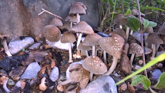Varios hongos en el suelo