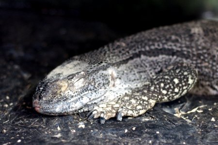 Varanus albigularis ionides