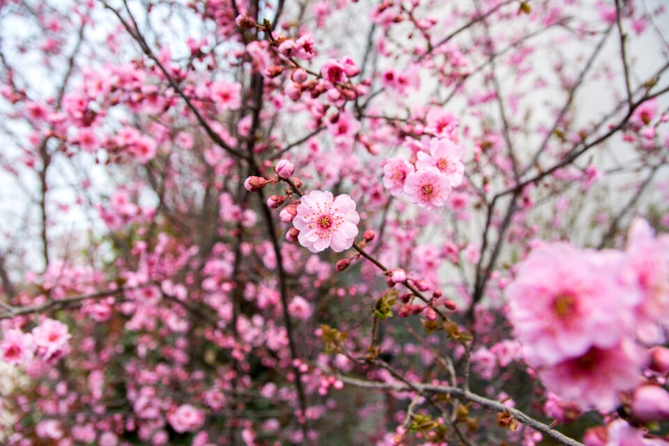 Flower plum blossom red flowers