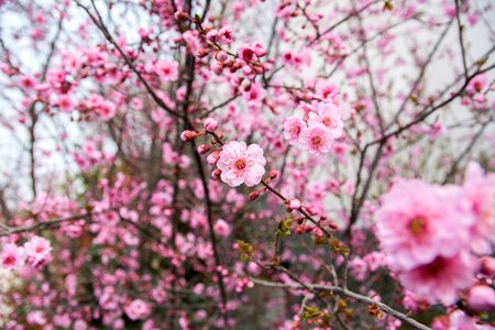 Flower plum blossom red flowers