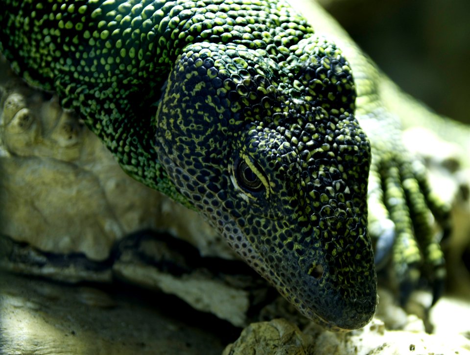 Varanus indicus MNHN