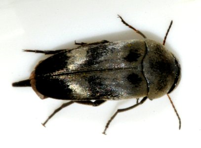 Variimorda-villosa-08-fws