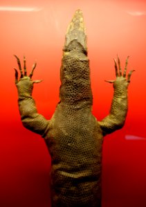 Varanus salvator, 18th century - Naturhistorisches Museum, Braunschweig, Germany - DSC05028