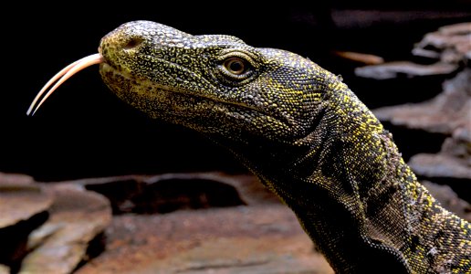 Varanus Salvadorii Köln Zoo 31122014 2