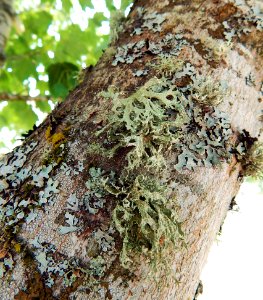 Various lichen on tree