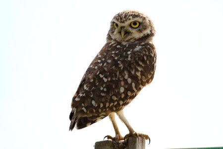 Bird of prey perched post photo