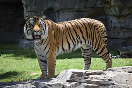 Tiger stopped zoo photo