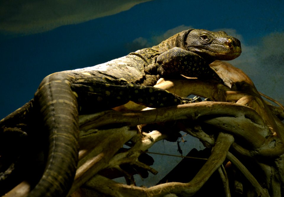Varanus salvadorii Zoo Amneville 28092014 1
