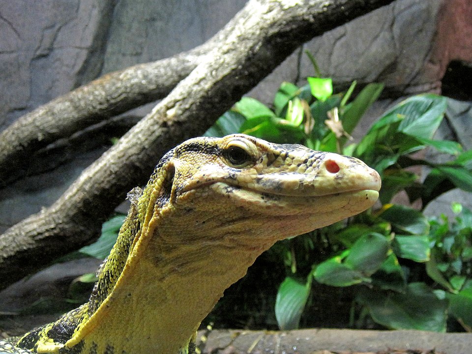 Varanus salvator (Water monitor) head, Burgers zoo, Arnhem, the Netherlands