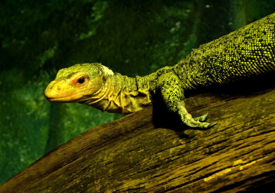 Varanus melinus Zoo Amneville 28092014 3