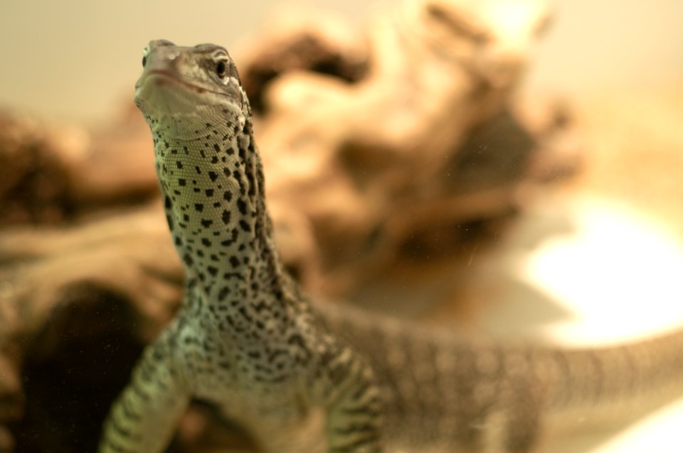 Varanus gouldii horni - closeup