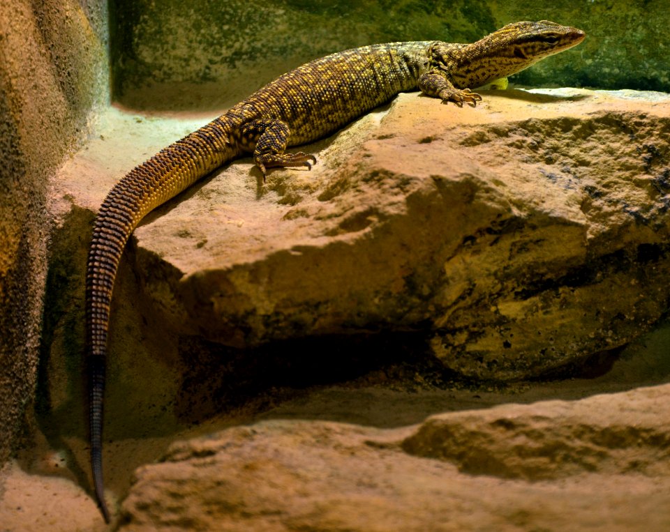 Varanus acanthurus Zoo Amneville 28092014 1