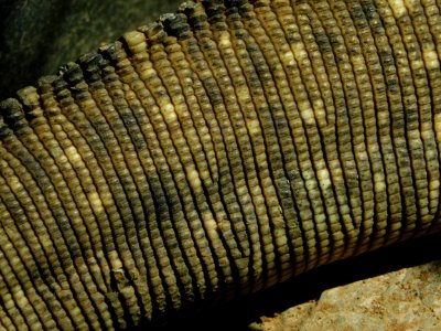 Varanus panoptes skin