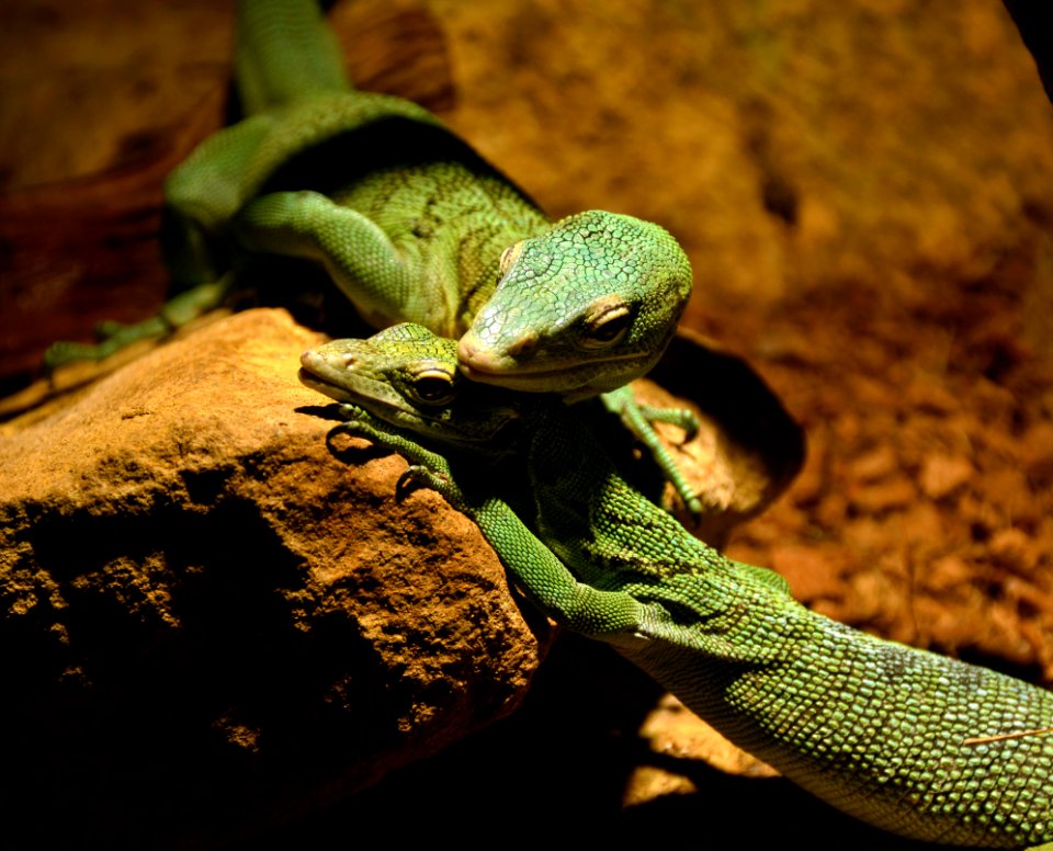 Varanus prasinus Zoo Amneville 28092014 1