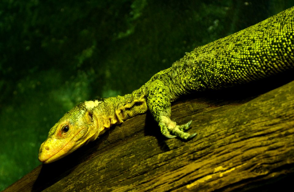 Varanus melinus Zoo Amneville 28092014 2