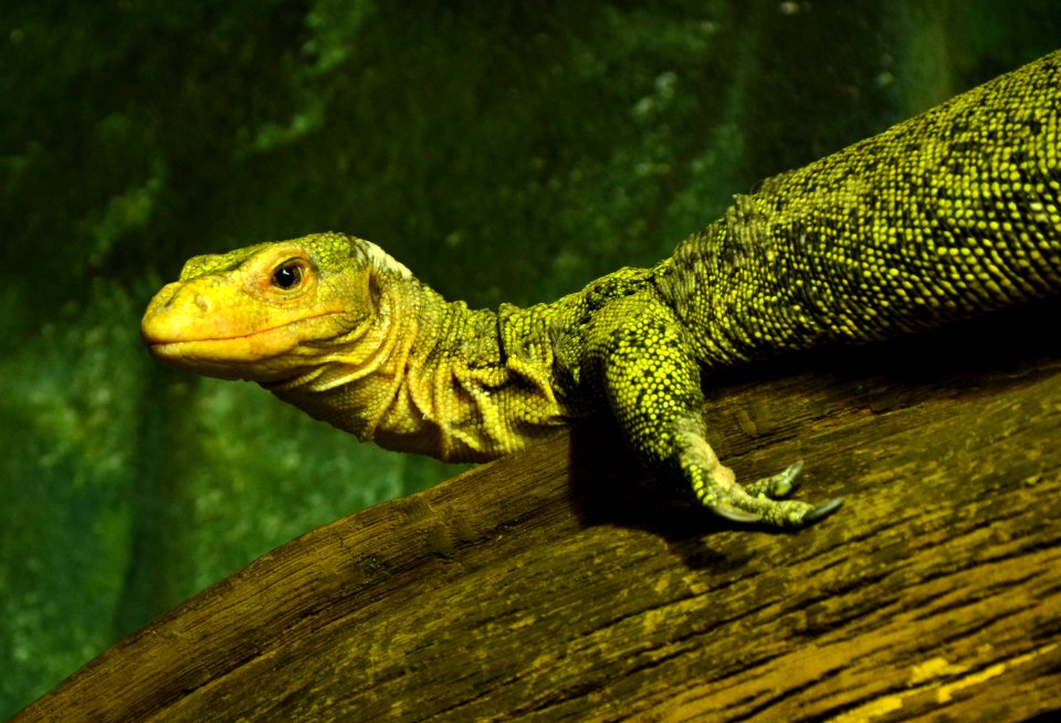Varanus melinus Zoo Amneville 28092014 1