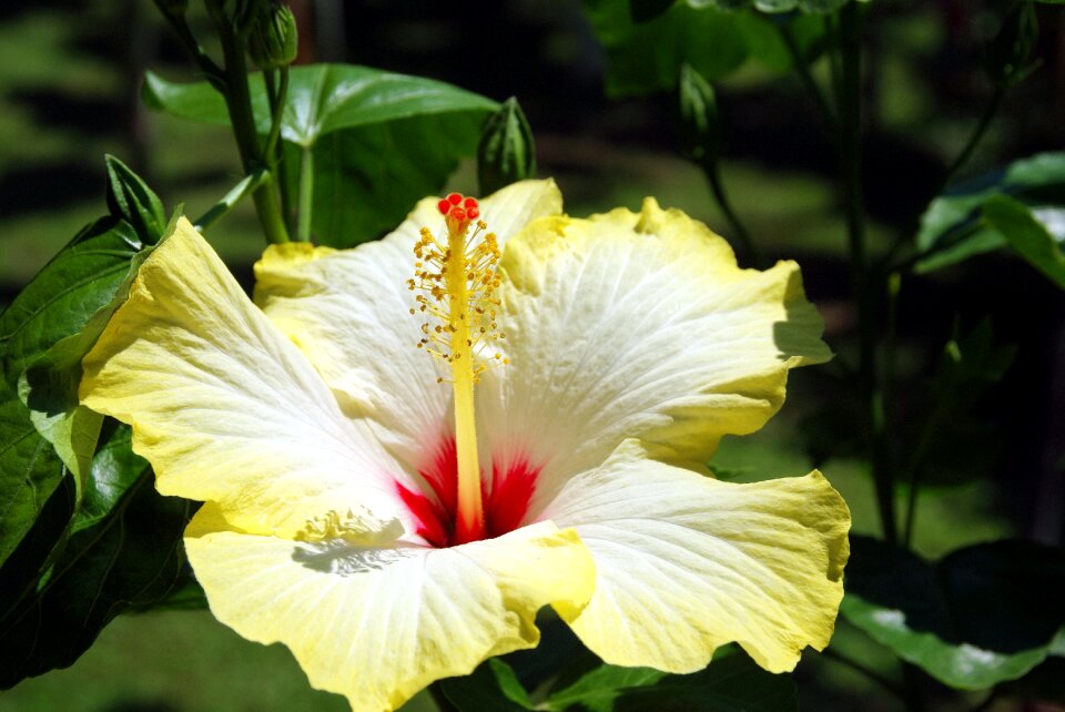 Yellow pistil petals