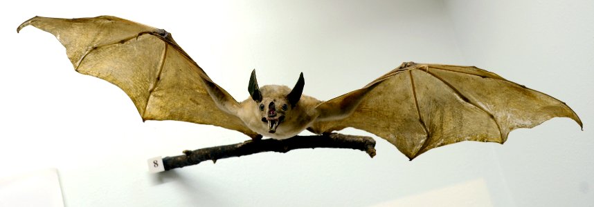 Vampyrum spectrum Musée Histoire Naturelle Tournai 27122015 1