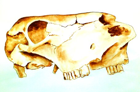 Atelier school cow skull drawing task