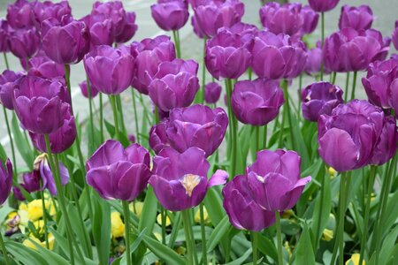Spring flowers floral purple photo