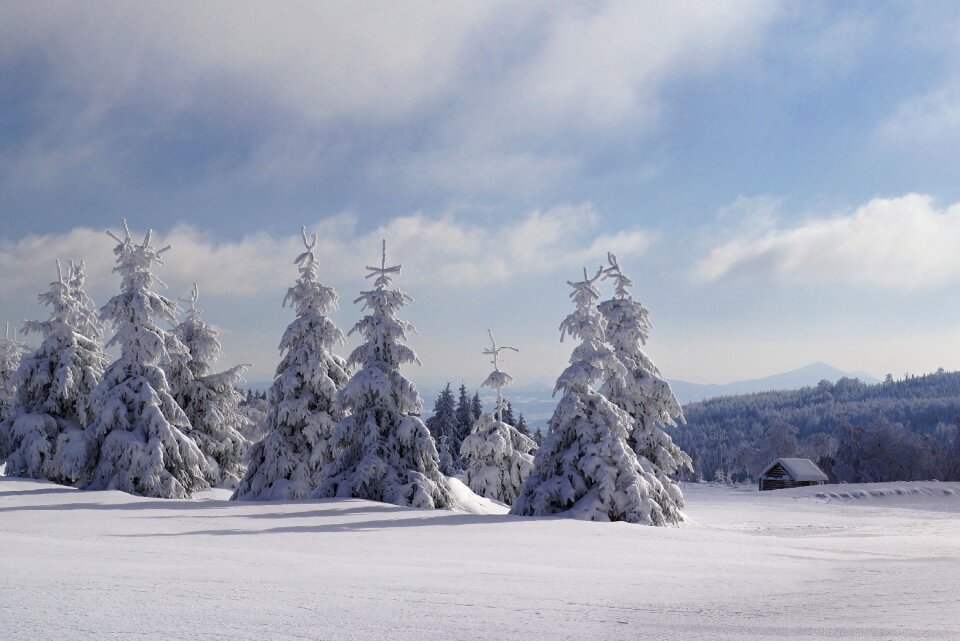 Panorama frost trees photo