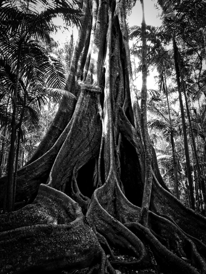 Tree tropical rainforest