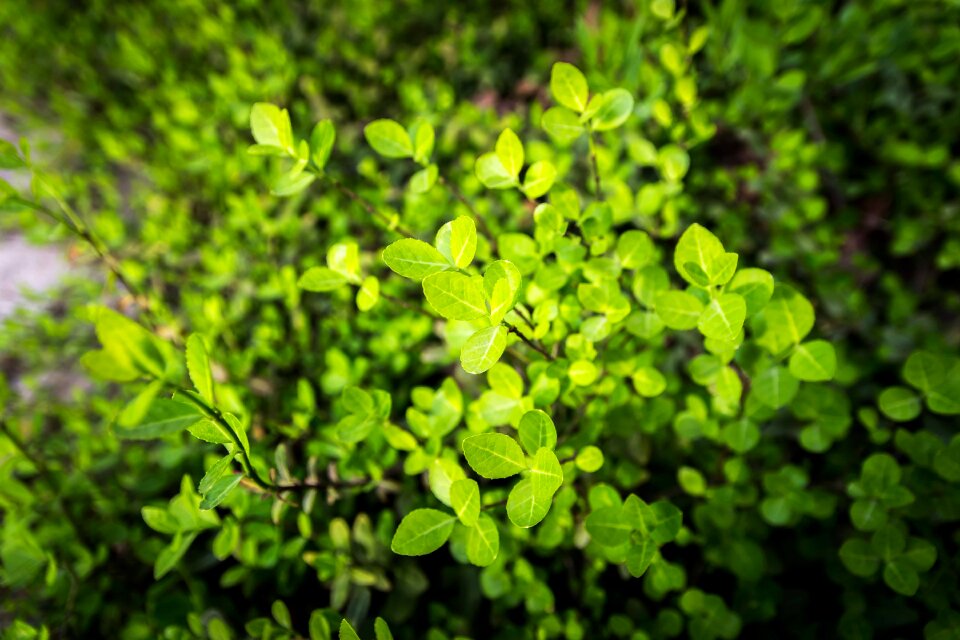 Green plants leaf flowers and plants