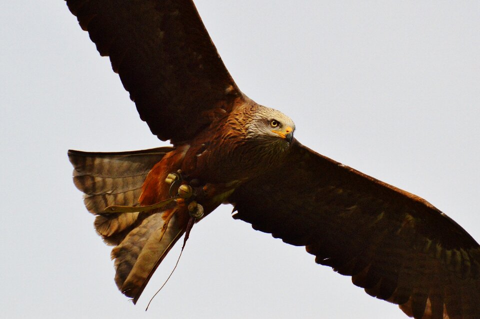 Raptor bird of prey feather