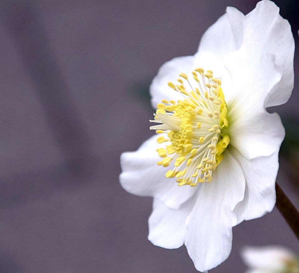 White flower nature photo