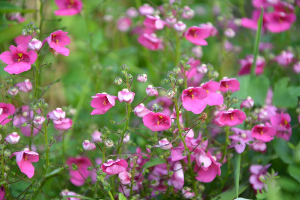 Garden beautiful pretty
