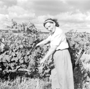 Van de Polls (toekomstige) vrouw Hildegard Eschen in Israël, Bestanddeelnr 254-1930