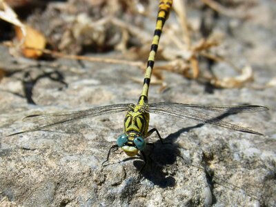 Winged insect detail rock