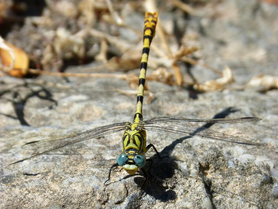 Winged insect detail rock