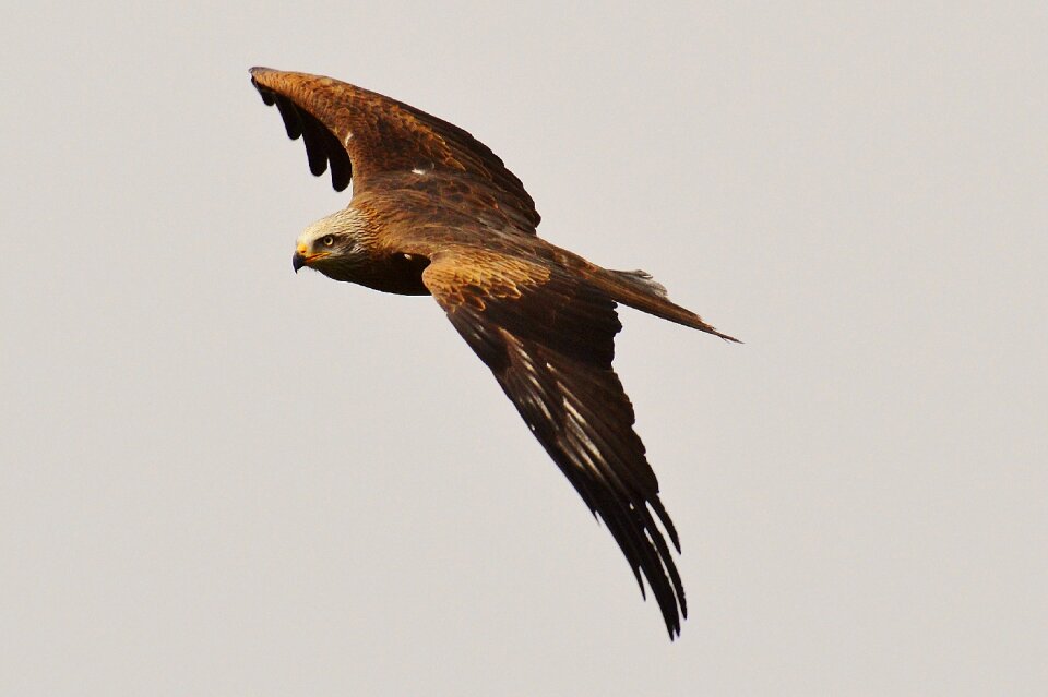 Raptor bird of prey feather
