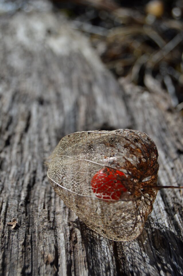 Red fruit sadje