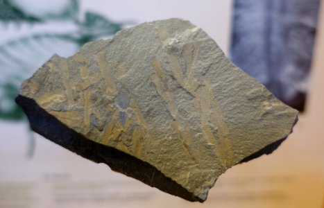Vauxia, Burgess Shale - Redpath Museum - McGill University - Montreal, Canada - DSC07942