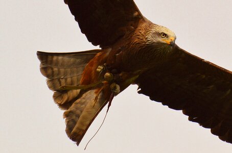 Raptor bird of prey feather