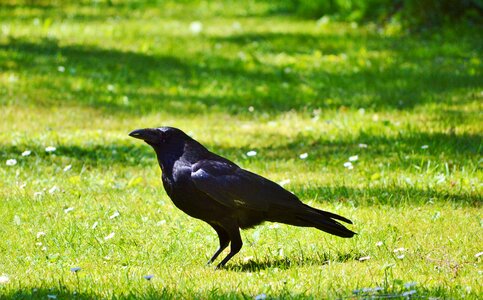 Bird black animal