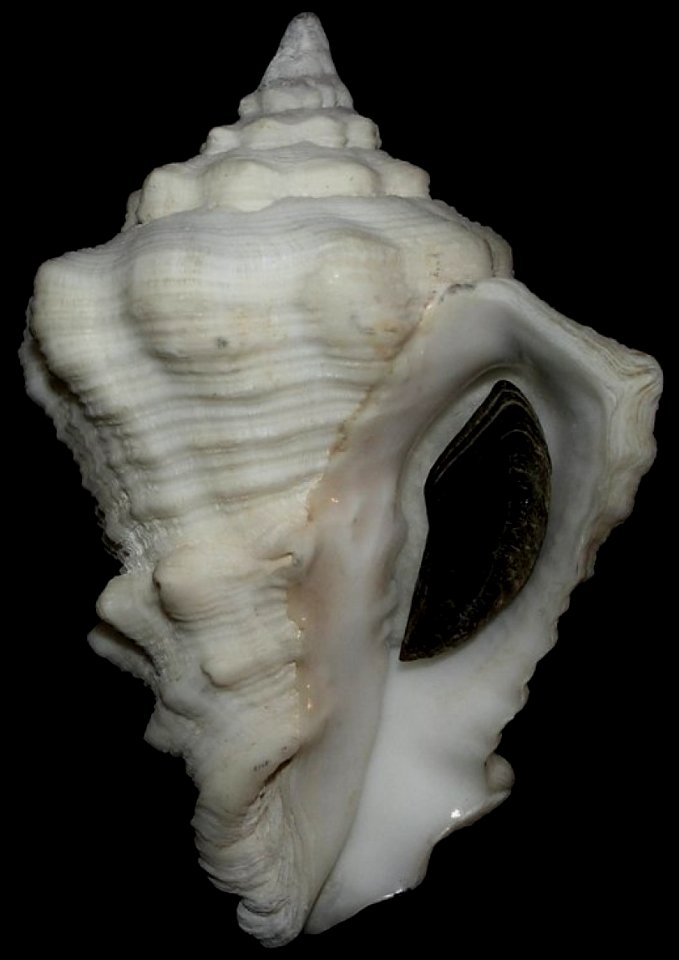 Vasum muricatum - BioLib
