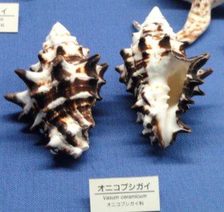 Vasum ceramicum - Osaka Museum of Natural History - DSC07843 photo