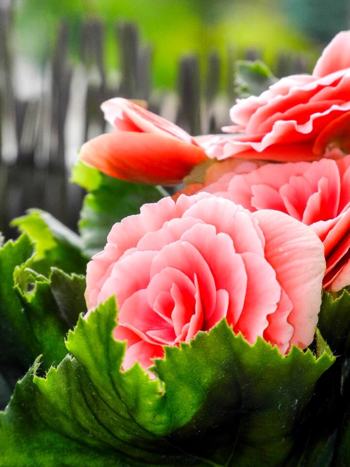 Nature rose bloom blossom