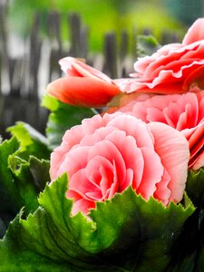 Nature rose bloom blossom