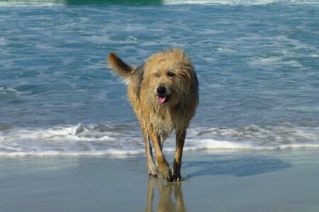Pet summer beach