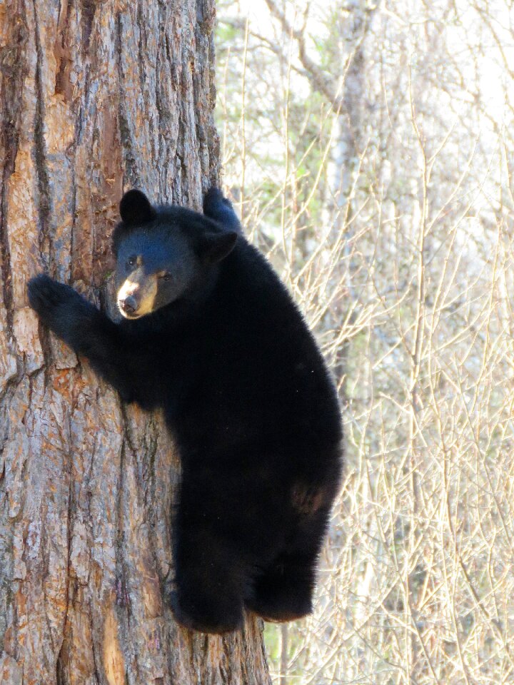 Climbing tree looking