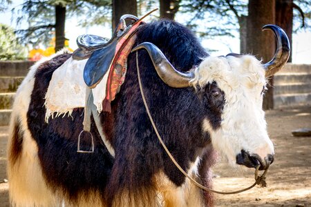 Yak cattle horns