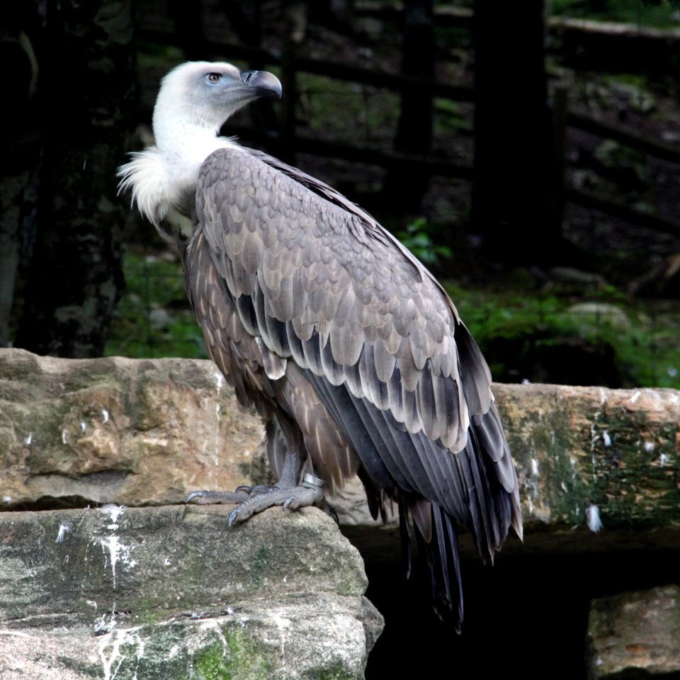 Vautour Aran Park 14082018 1