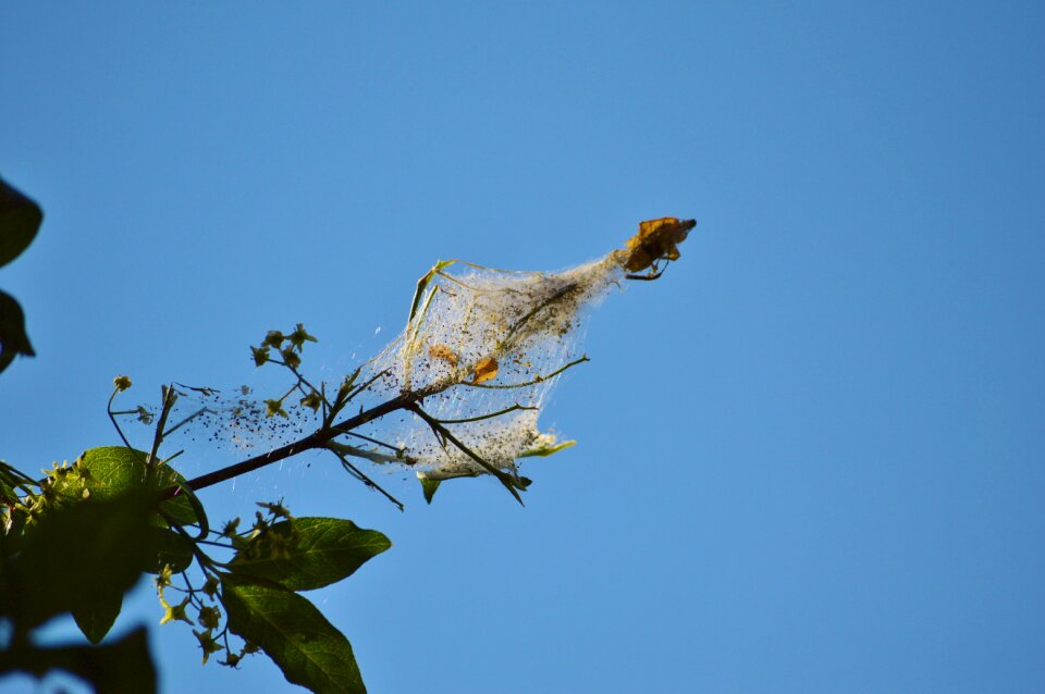 Wax moth hatching caterpillar