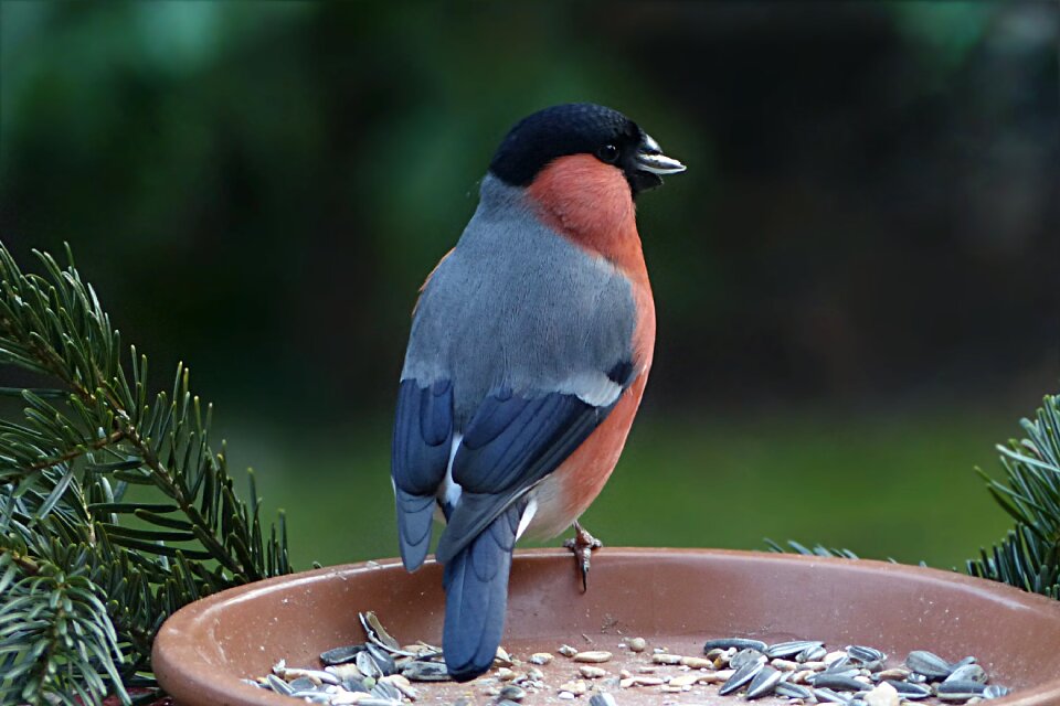 Pyrrhula males garden food