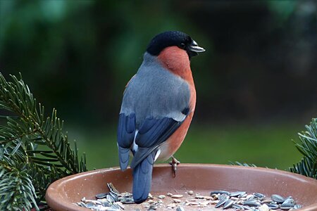 Pyrrhula males garden food
