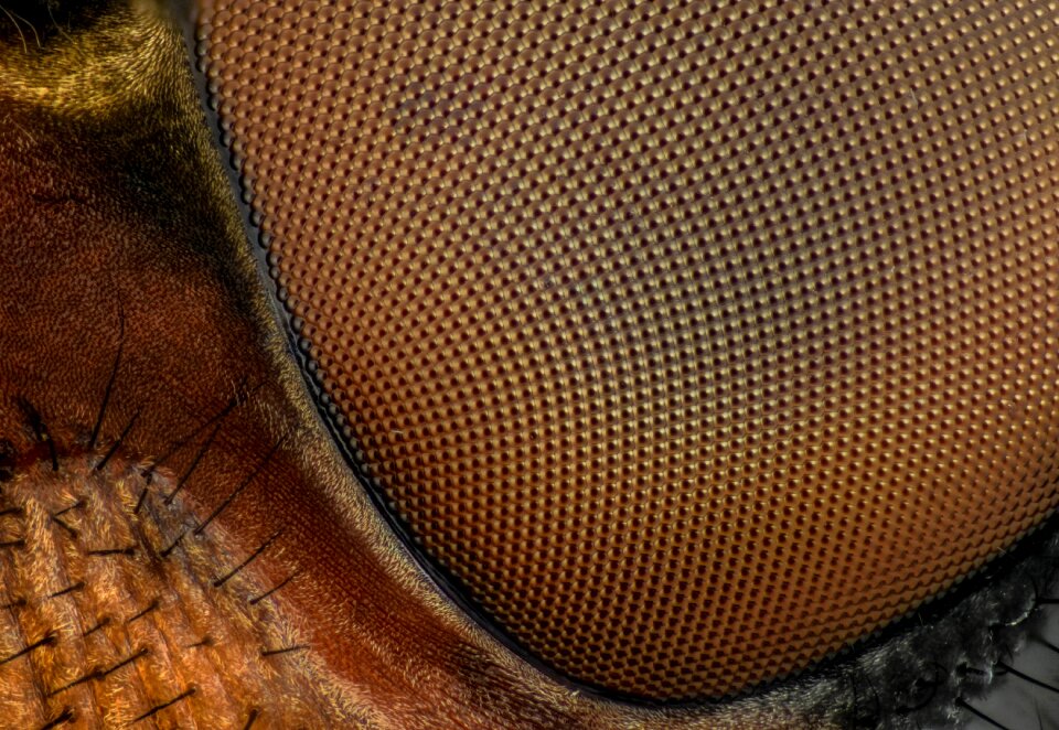 Animal bug summer